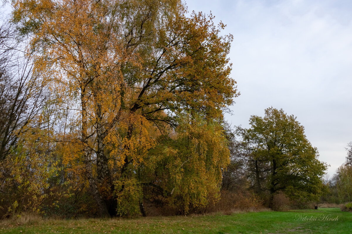 *** - Николай Гирш
