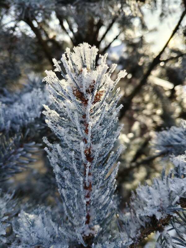 Изморозь. - Александр Кондаков Изморозь. - Александр Кондаков