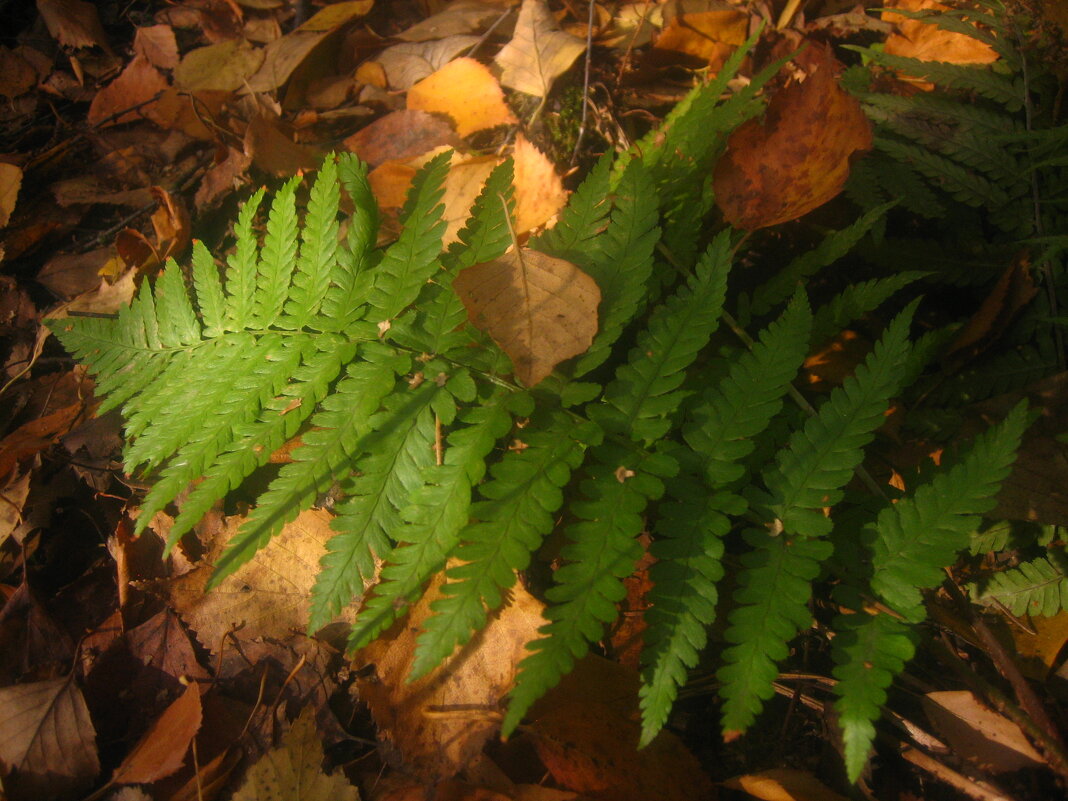 папортник - Александр Кольцов