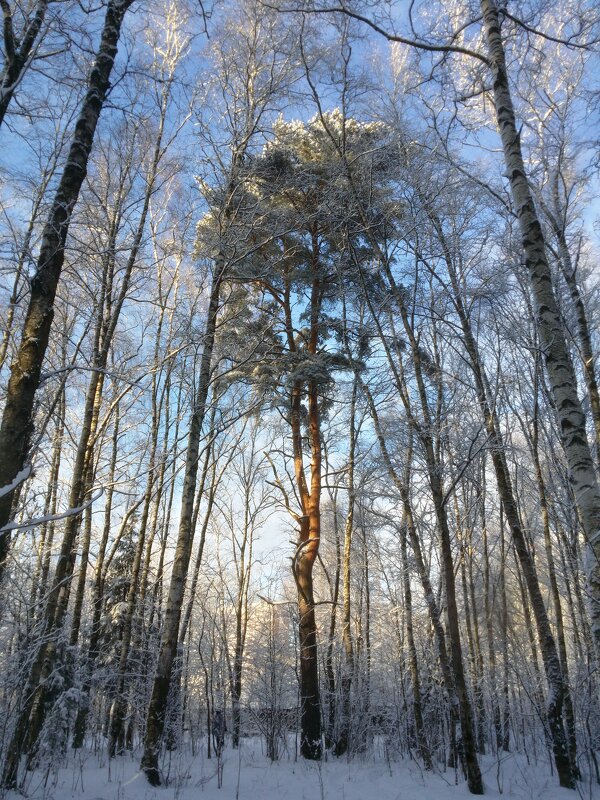 сосна зимой - Александр Кольцов