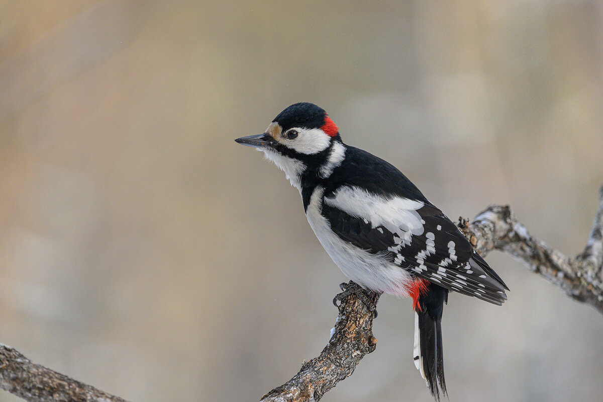 *** - Дмитрий *** - Дмитрий