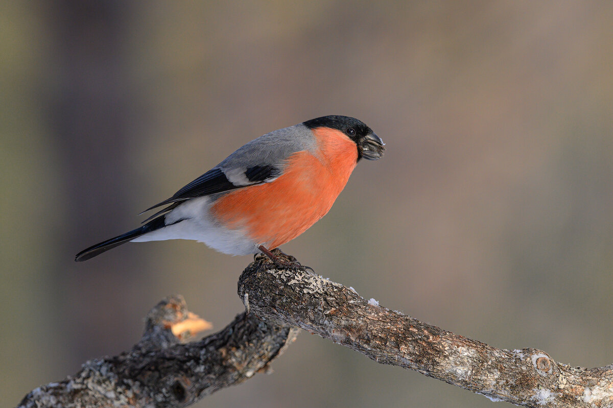 *** - Дмитрий *** - Дмитрий