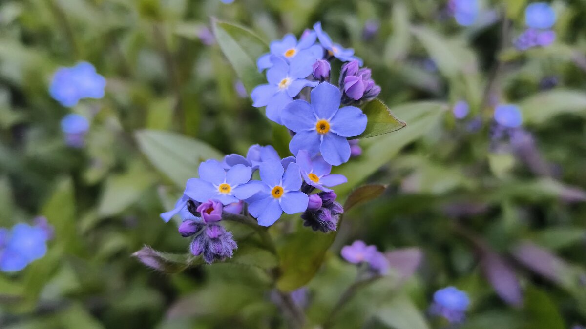 *** Н Е З А Б У Д К И *** - Olga Oskolkova *** Н Е З А Б У Д К И *** - Olga Oskolkova