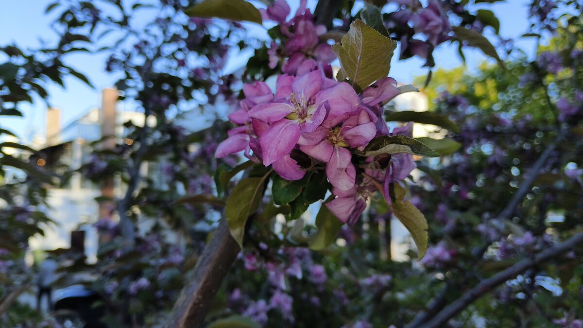 ***цвет яблони лесной*** - Olga Oskolkova ***цвет яблони лесной*** - Olga Oskolkova