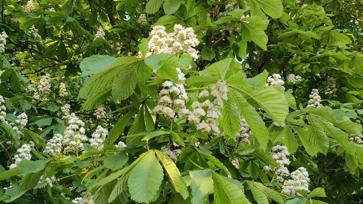 *** в е с н а *** - Olga Oskolkova *** в е с н а *** - Olga Oskolkova