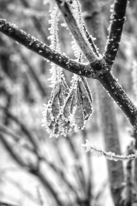 Крылатые качели - Алексей Медведев