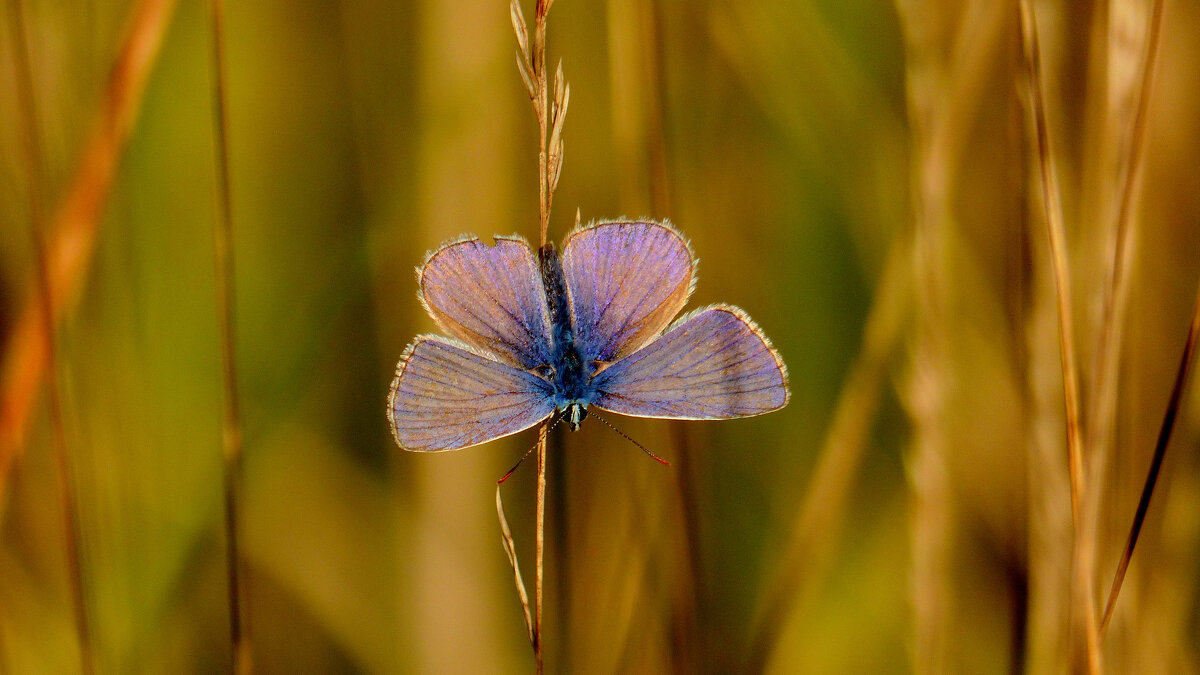 опять про бабочек 336 - Александр Прокудин опять про бабочек 336 - Александр Прокудин