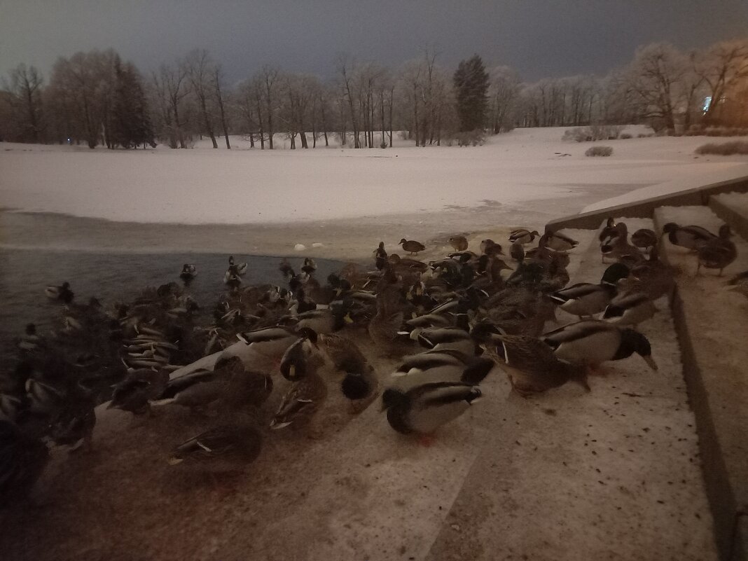 Утки - Сапсан 