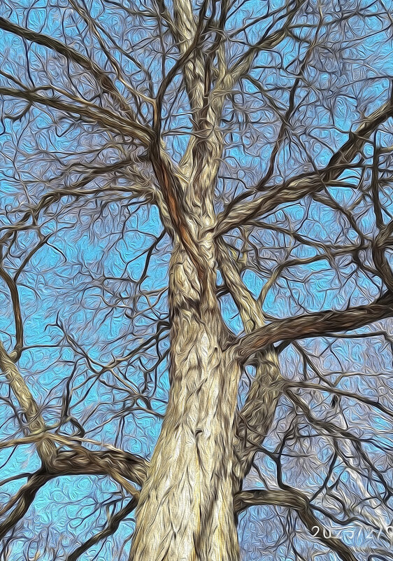 Дерева вы мои, дерева... - Валентина Нефёдова Дерева вы мои, дерева... - Валентина Нефёдова