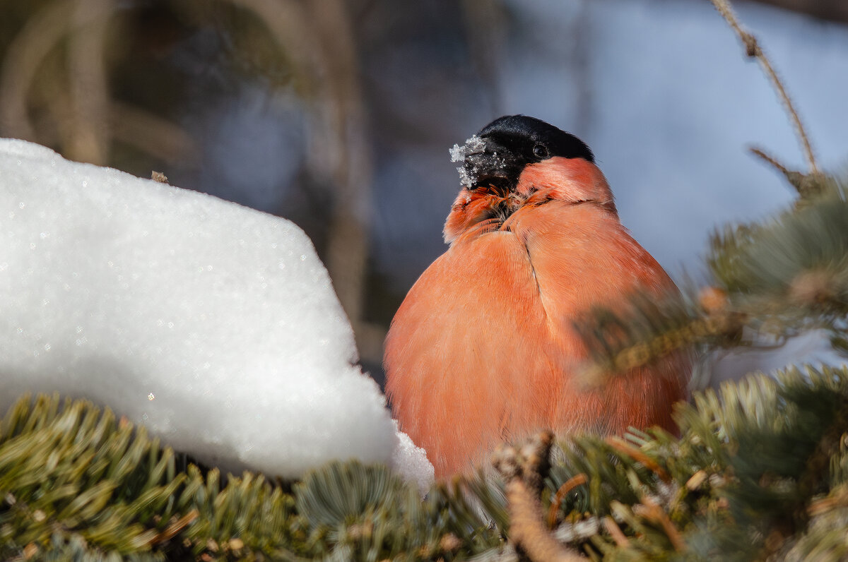 Важная персона. - Виктор Иванович Чернюк Важная персона. - Виктор Иванович Чернюк