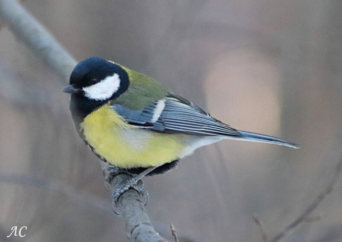 *** - Любовь Сахарова