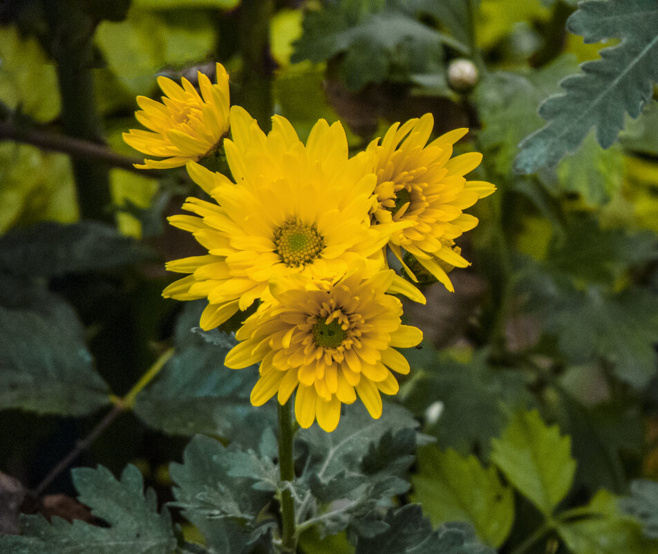 Жёлтые хризантемы - Валентин Семчишин Жёлтые хризантемы - Валентин Семчишин