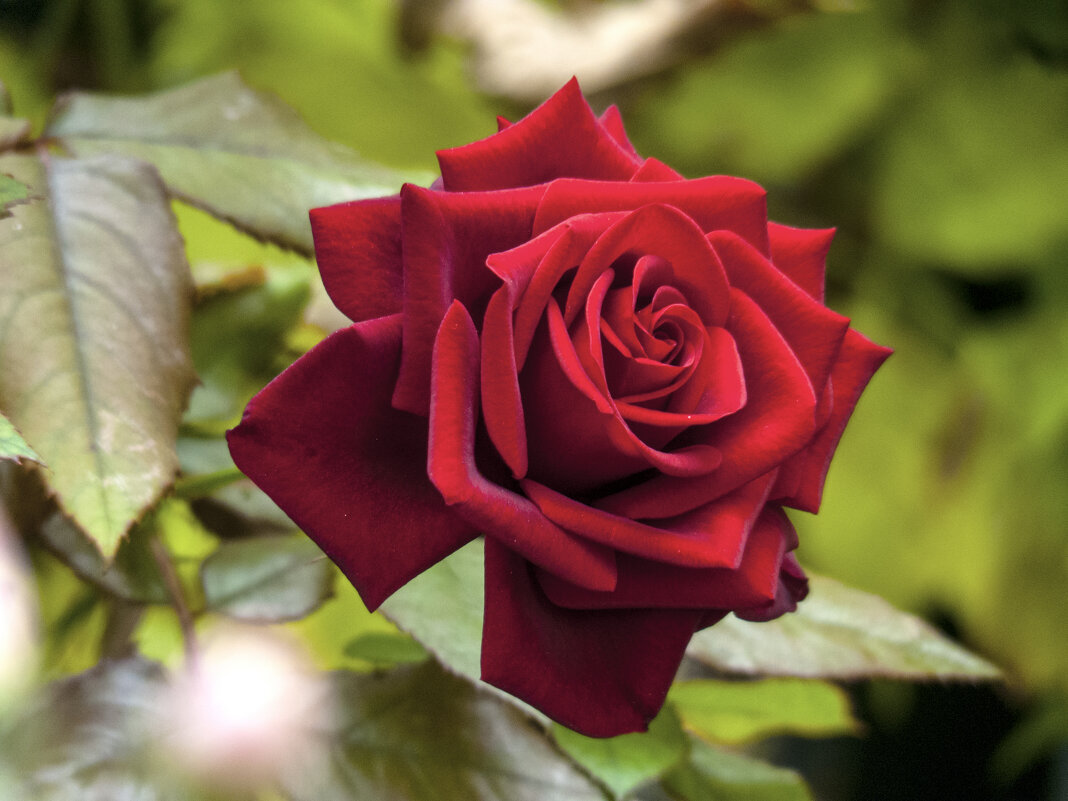 Бархатная роза - Валентин Семчишин Бархатная роза - Валентин Семчишин