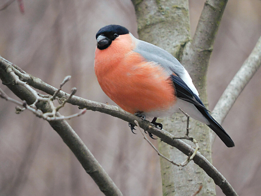Снегирь - Лина Снегирь - Лина