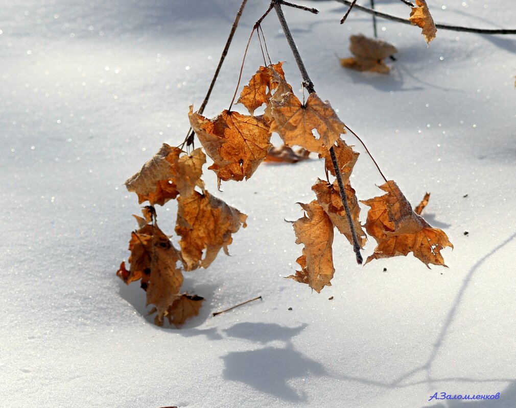 Зимы этюды... - Андрей Заломленков Зимы этюды... - Андрей Заломленков