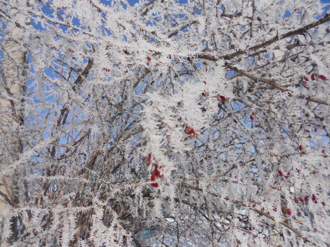 зимы прекрасные моменты - Елена Шаламова