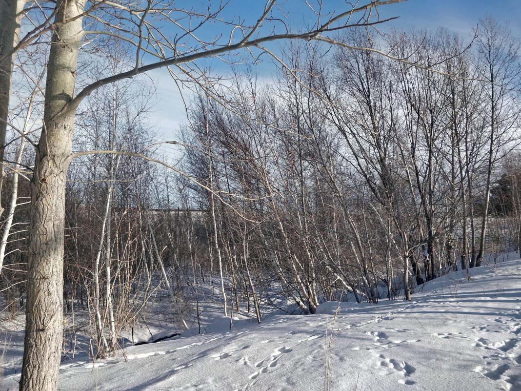 Берёзки... - Андрей Хлопонин