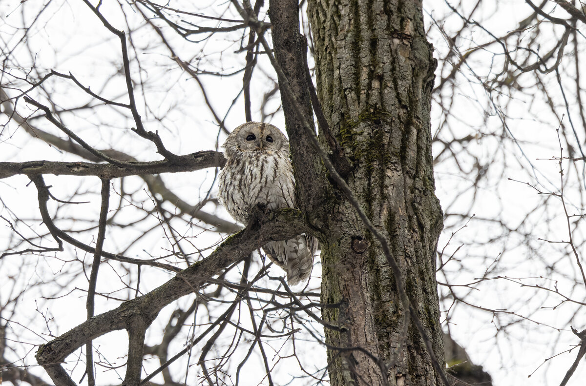 серая неясыть. - юрий макаров