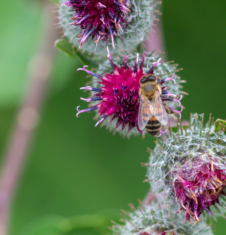 Краски лета. Цветущий репейник. - Алексей Трухин Краски лета. Цветущий репейник. - Алексей Трухин