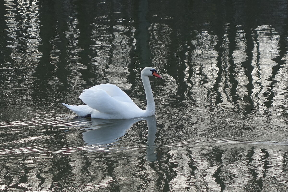 Белый лебедь - Рита Симонова Белый лебедь - Рита Симонова
