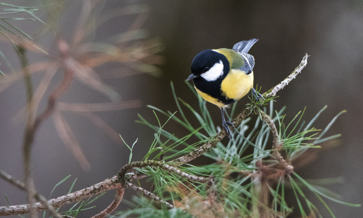 Синичка. - Владимир Безбородов