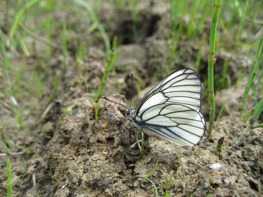 Боярышница - Anna Ivanova