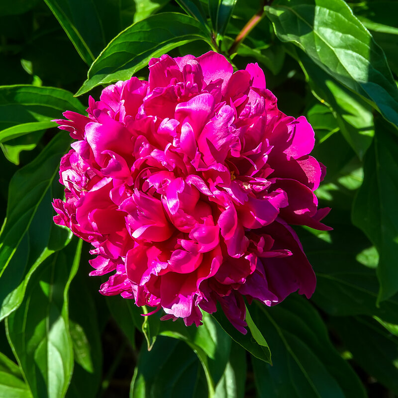 Аленький цветочек - Вячеслав Макшанов
