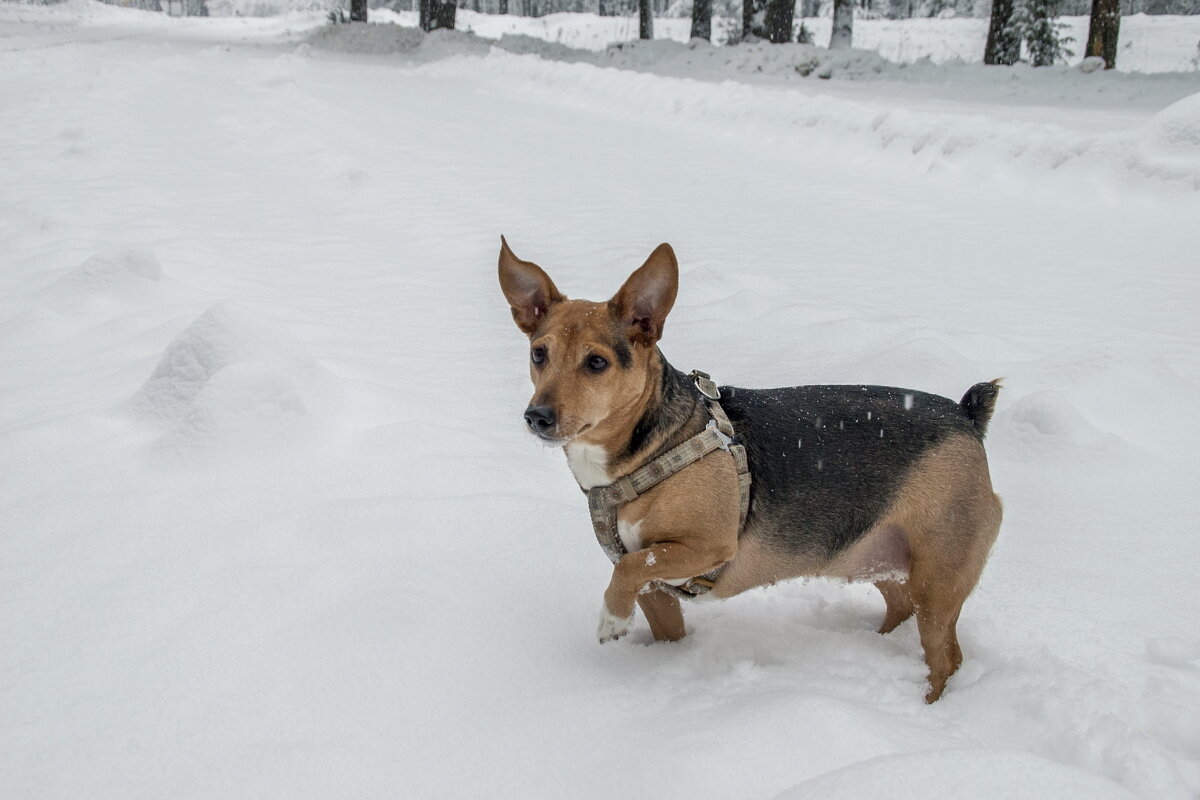 Мёрзнут лапки на морозе - Елена Пономарева Мёрзнут лапки на морозе - Елена Пономарева