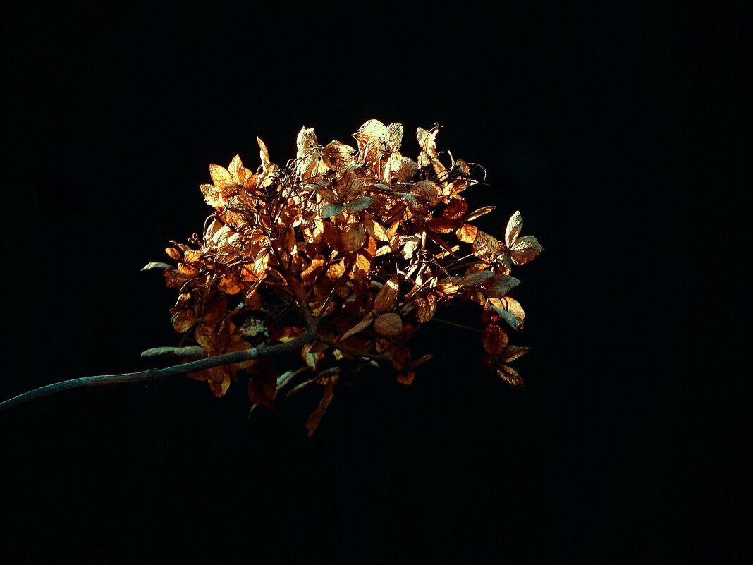 *** - Леонид leo