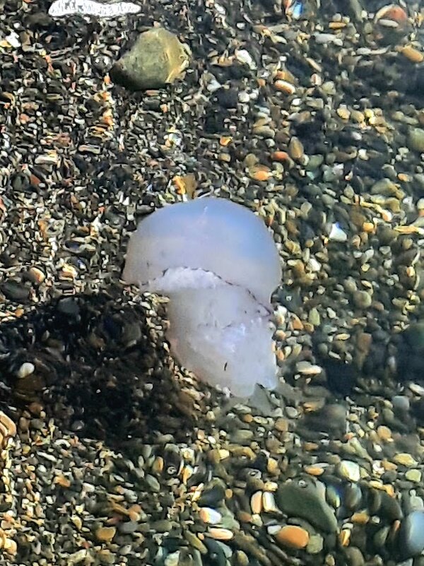 Гребневик Мнемиопсис. Январь 2025 г. Сочи - Tata Wolf Гребневик Мнемиопсис. Январь 2025 г. Сочи - Tata Wolf