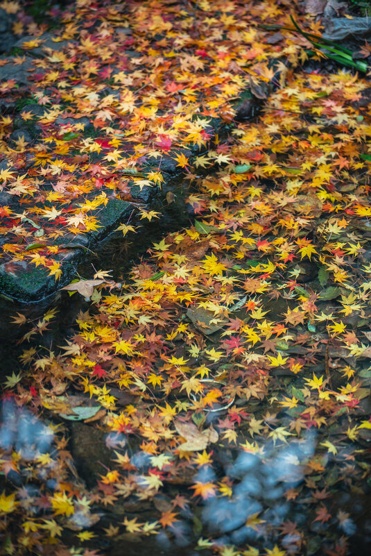 Разноцветная россыпь - Дмитрий Разноцветная россыпь - Дмитрий