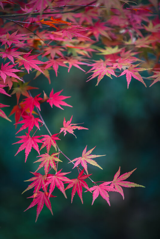 Осенние краски - Дмитрий Осенние краски - Дмитрий