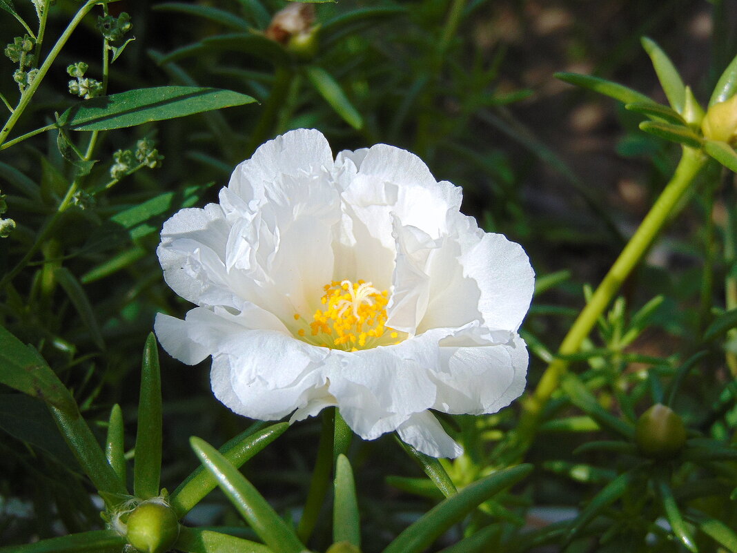 Белый портулак. - nadyasilyuk Вознюк