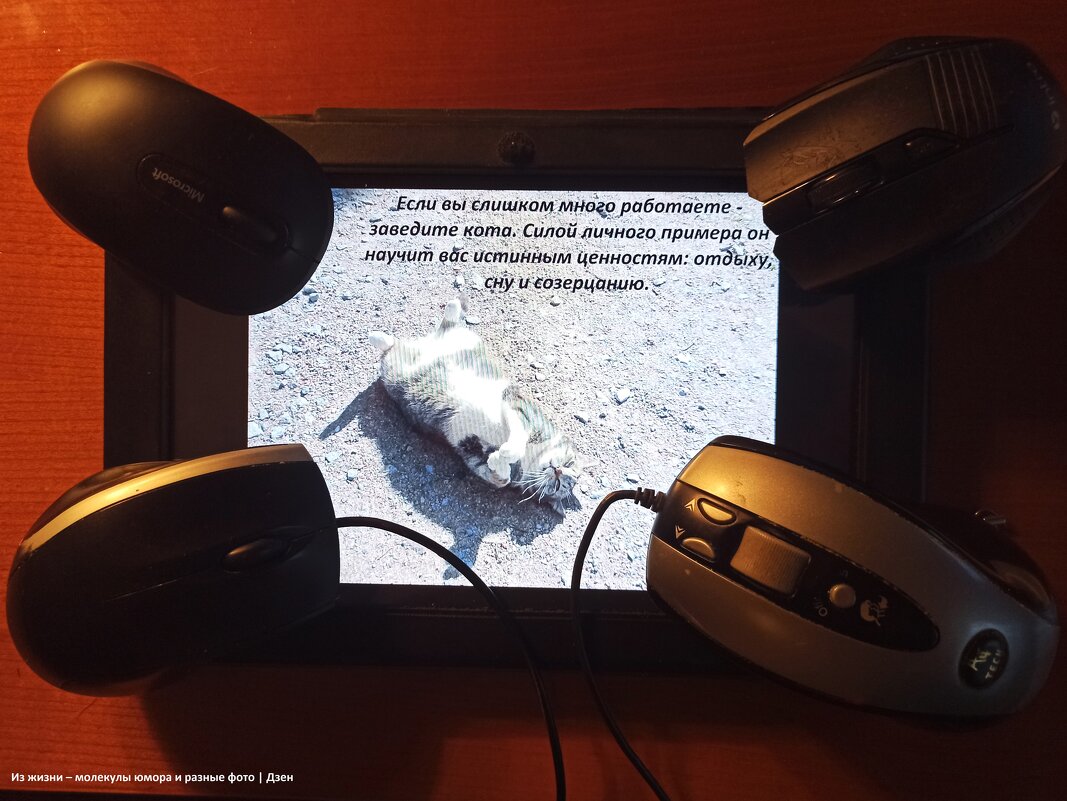 Из жизни разных мышей - svk *