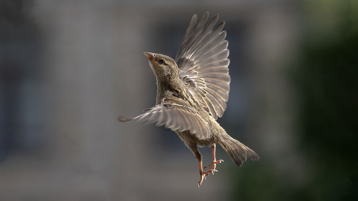 Полёт. - olegdanilhenko Олег Данильченко Полёт. - olegdanilhenko Олег Данильченко
