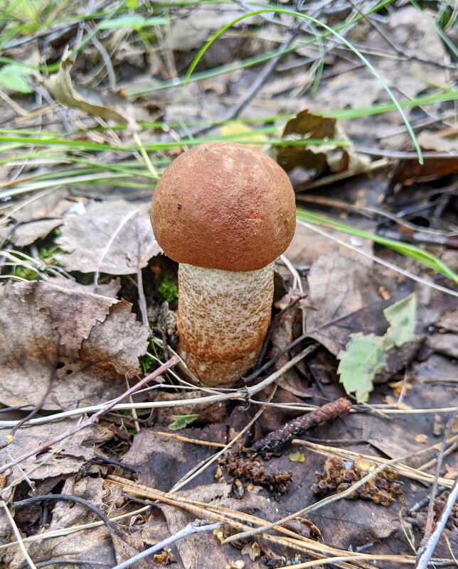 Подосиновик - Валерий Судачок