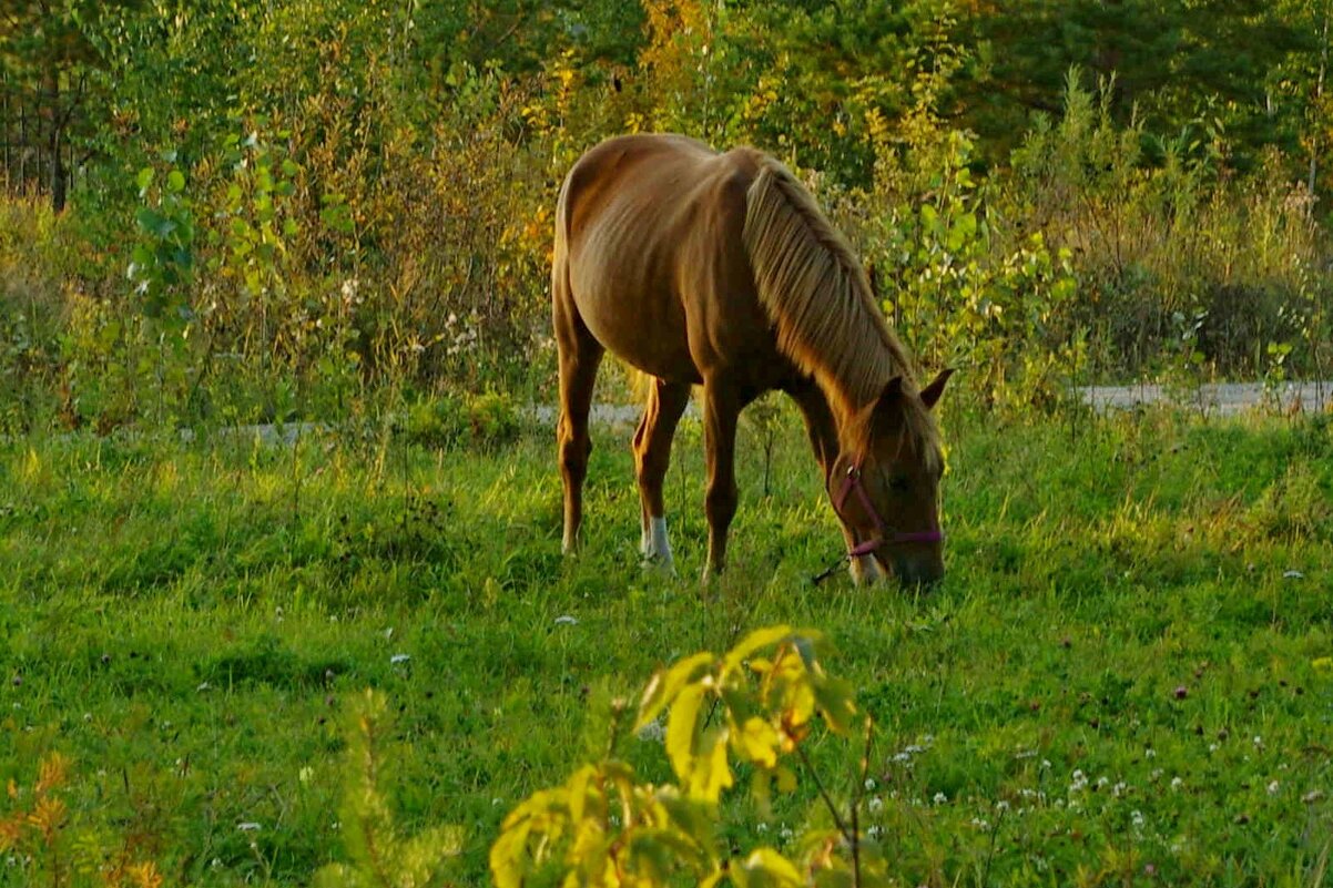 На поляне - Сергей Швечков