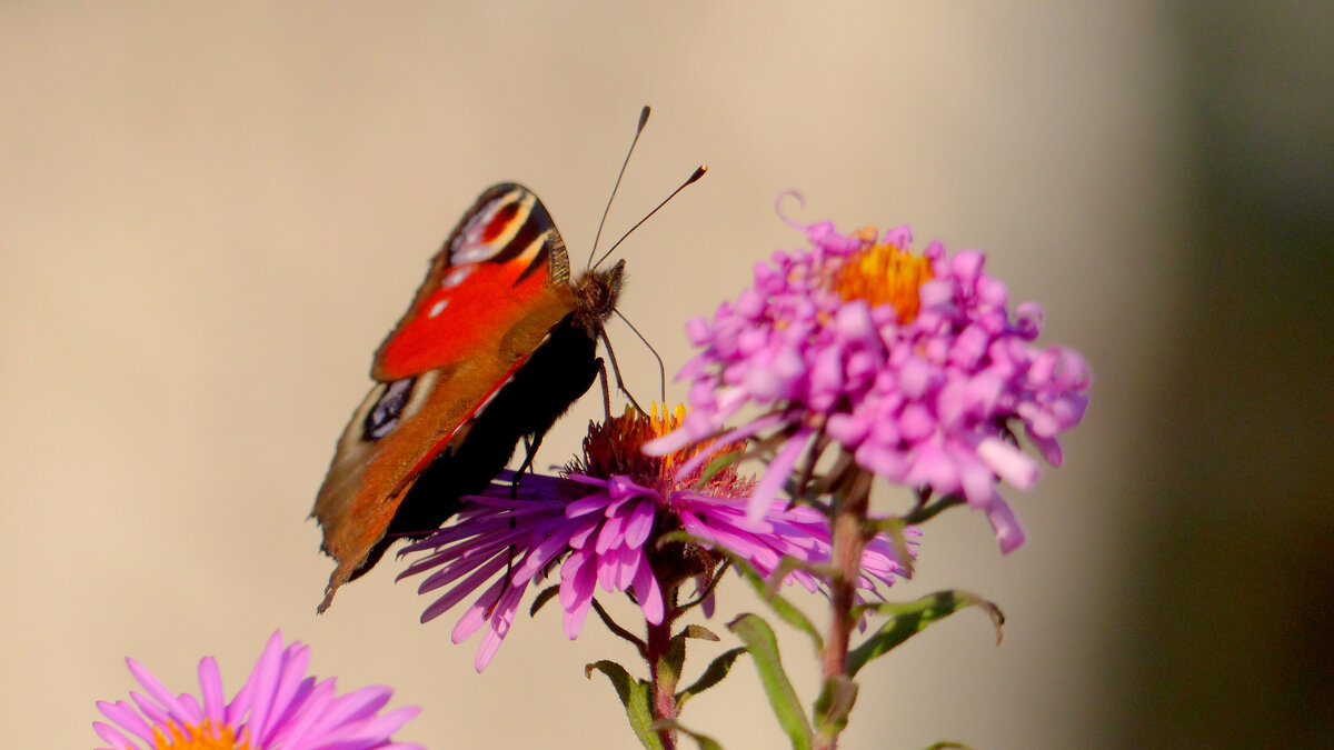 опять про бабочек 340 - Александр Прокудин