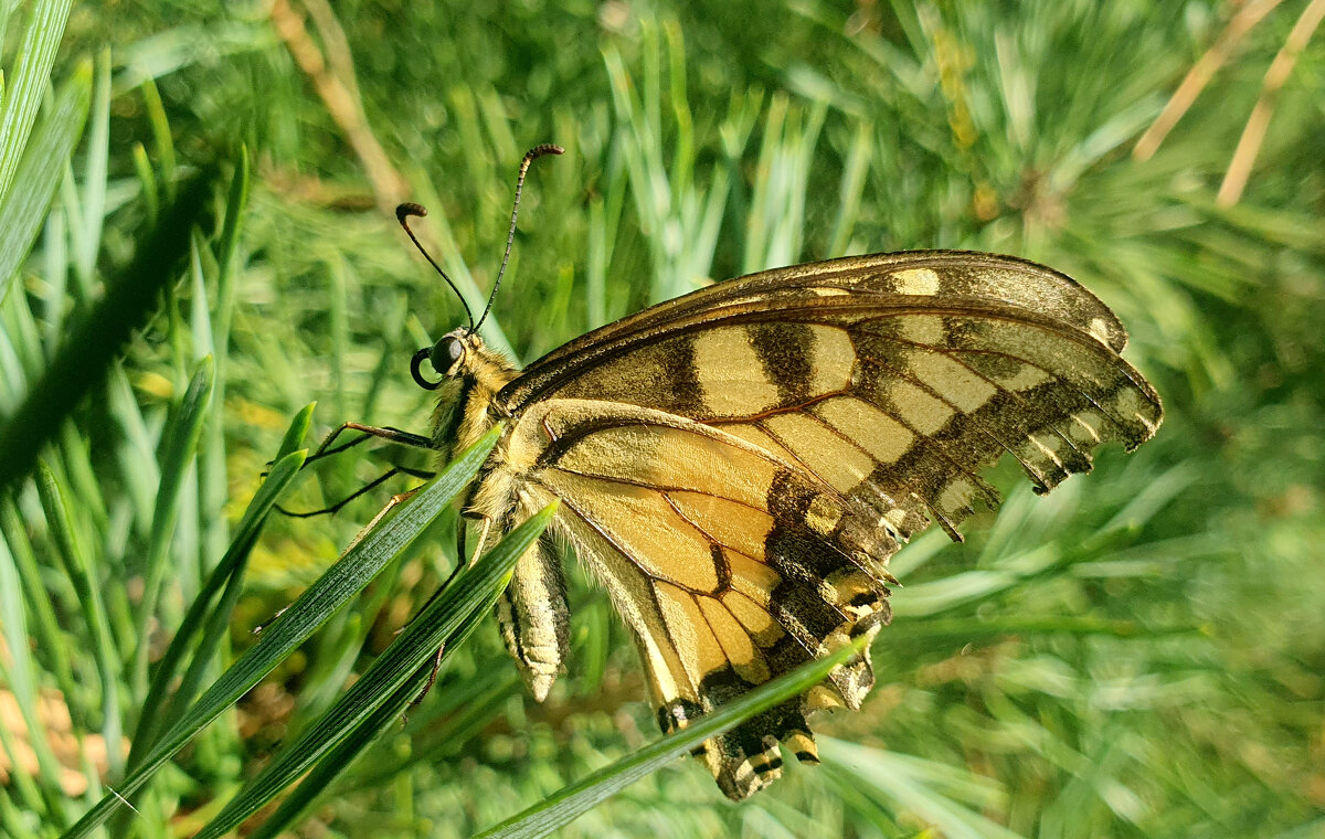 опять про бабочек 342 - Александр Прокудин