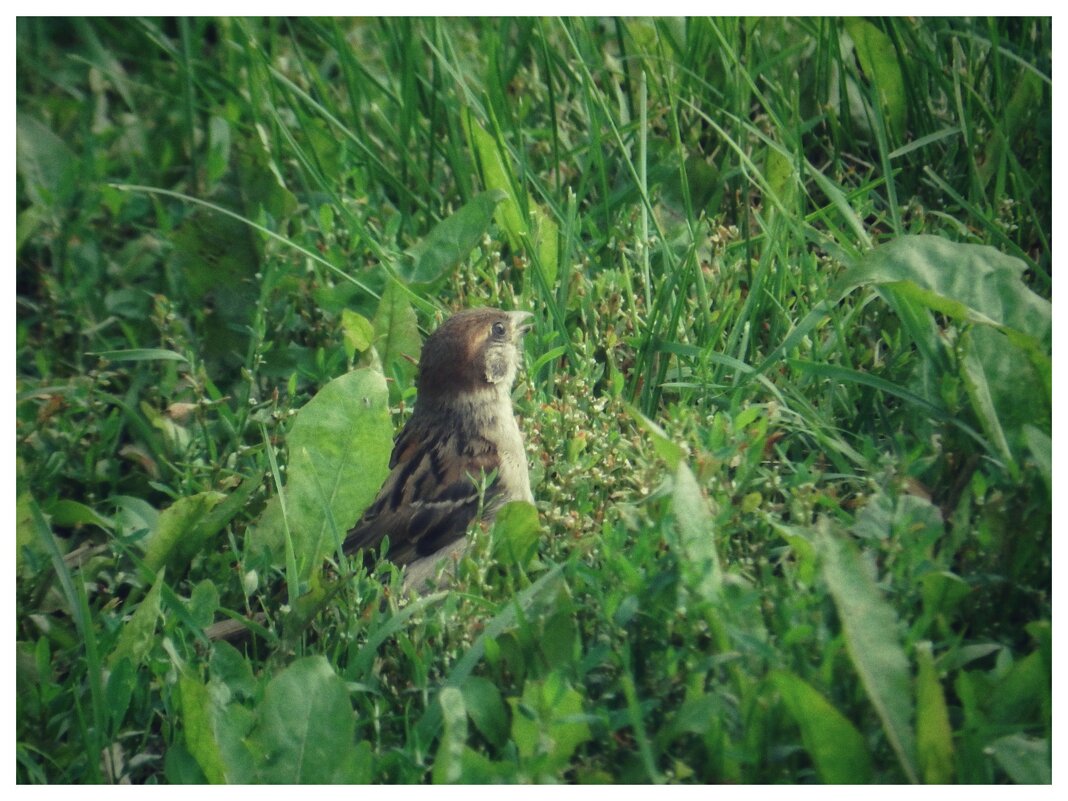 воробей в траве - Александр Кольцов