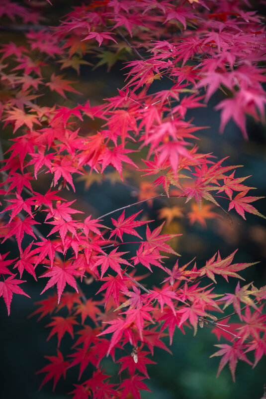 Японский клен - Дмитрий 