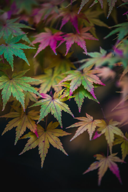 Японский клен - Дмитрий 