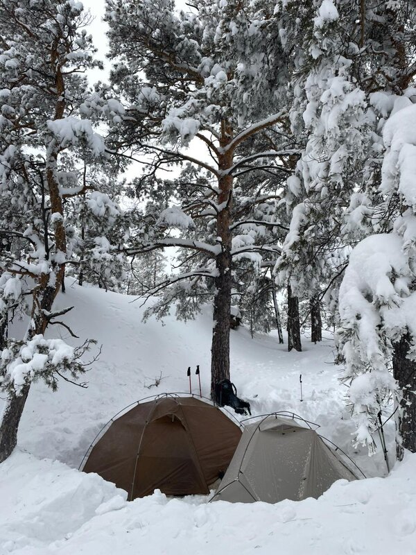 Снежный лес - Георгиевич Снежный лес - Георгиевич
