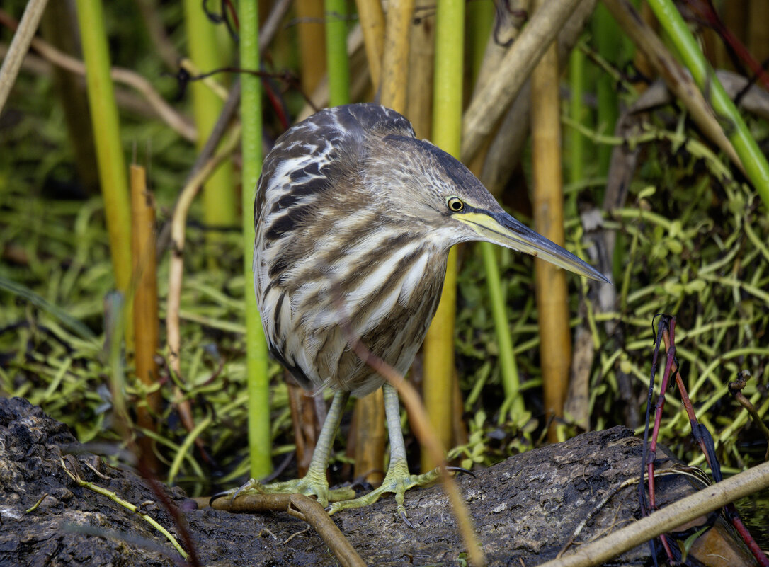 Китайская малая выпь. - Alexander Amromin Китайская малая выпь. - Alexander Amromin