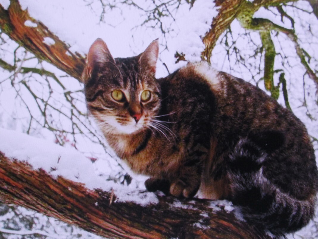 Ждёт птичек - Людмила Смородинская Ждёт птичек - Людмила Смородинская
