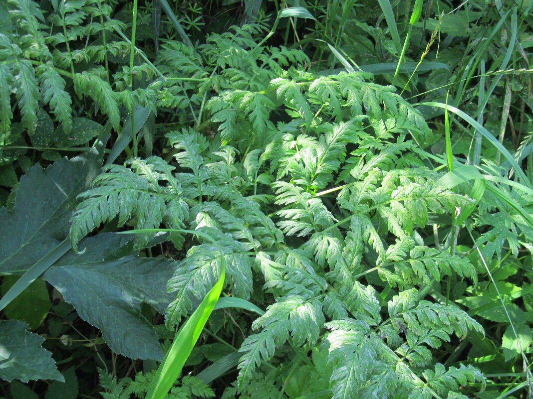 в лесу - Елена Шаламова