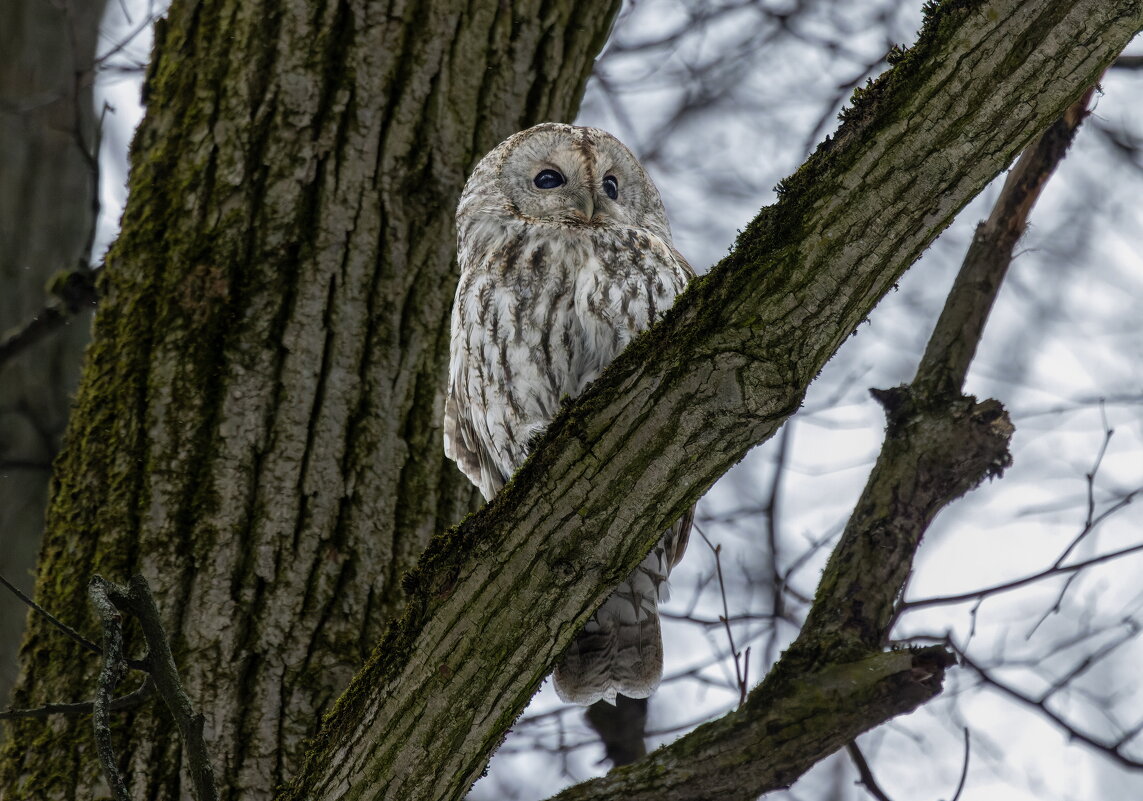 серая неясыть. - юрий макаров