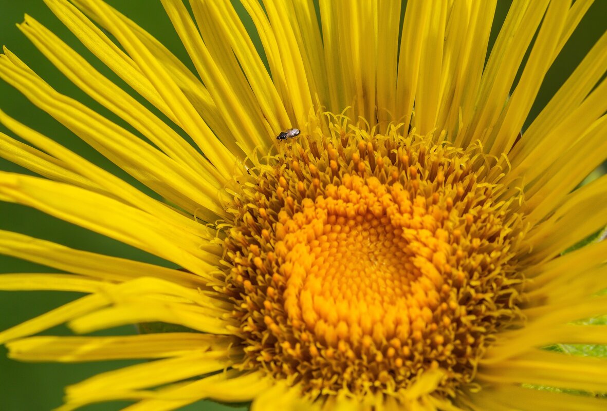 Краски лета. - Алексей Трухин