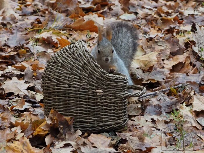 Осень в парке - Елена Хализова