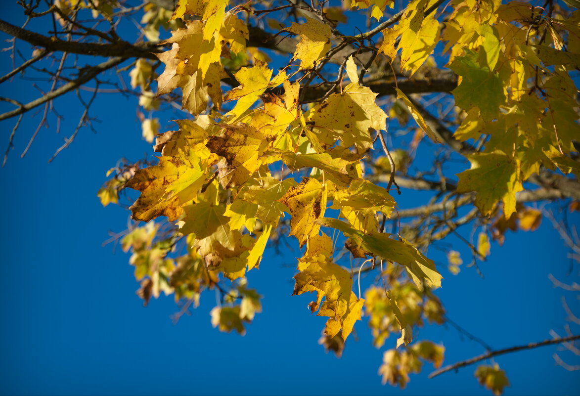 Золотой клен - lady v.ekaterina